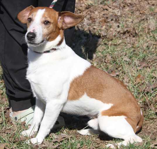 Photo of Hoss (Bonded Pair w/Rose)