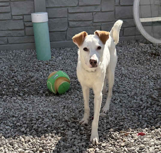 Photo of Snoopy *ADOPTION SPECIAL*