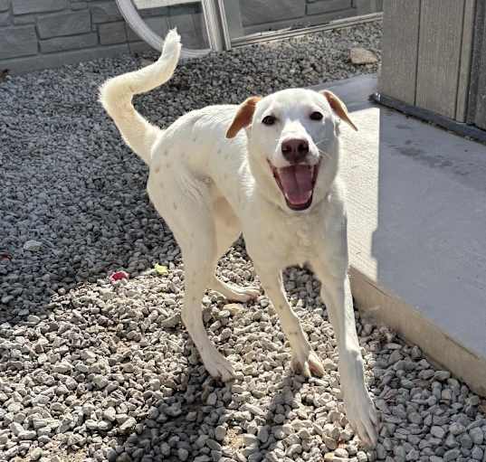 Photo of Skipper *ADOPTION SPECIAL*