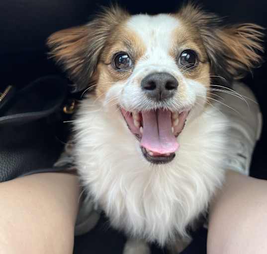 Photo of Toast