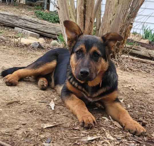 Photo of LesPaul (4mo PUPPY)
