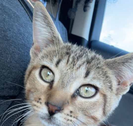 Photo of Ziggy