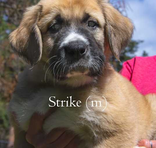 Photo of Strike