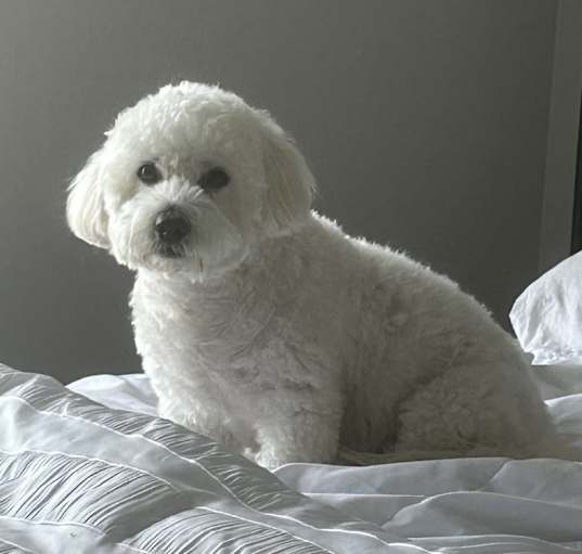 Photo of Milo