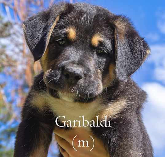 Photo of Garibaldi