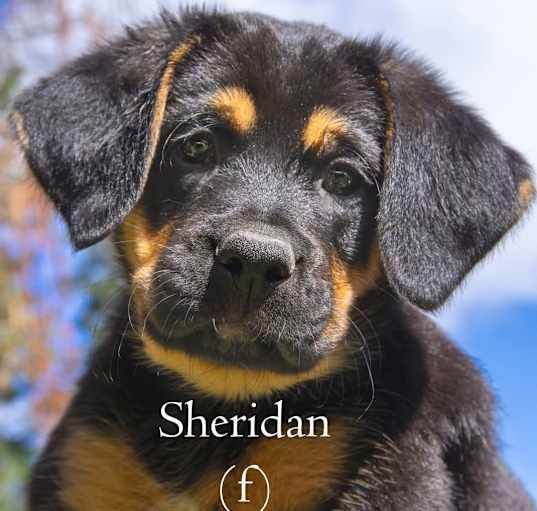 Photo of Sheridan