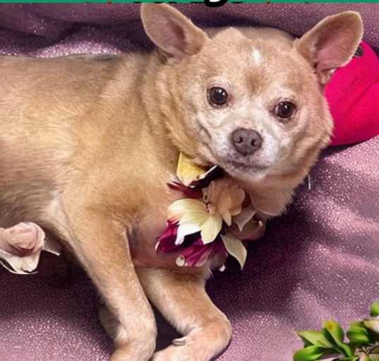 Photo of Michelangelo   *A PRIORITY PET