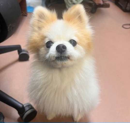 Photo of Nigel   *A PRIORITY PET*