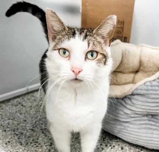 Photo of Waffles