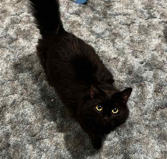 Photo of Emy Cat
