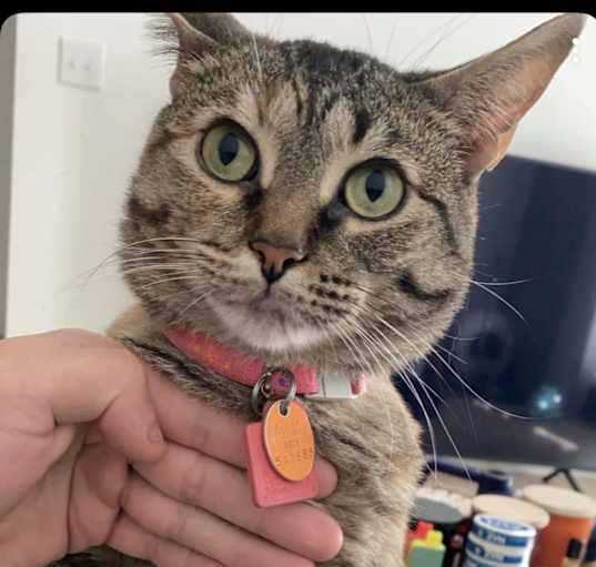 Photo of Daisy