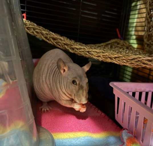 Photo of Charlie and Dracula