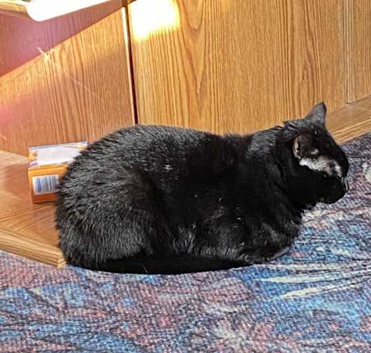 Photo of Binx
