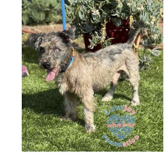 Photo of COH Dotty