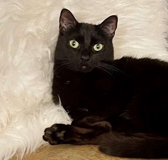 Photo of Pickle