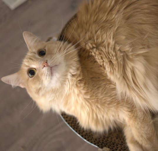 Photo of Dusty