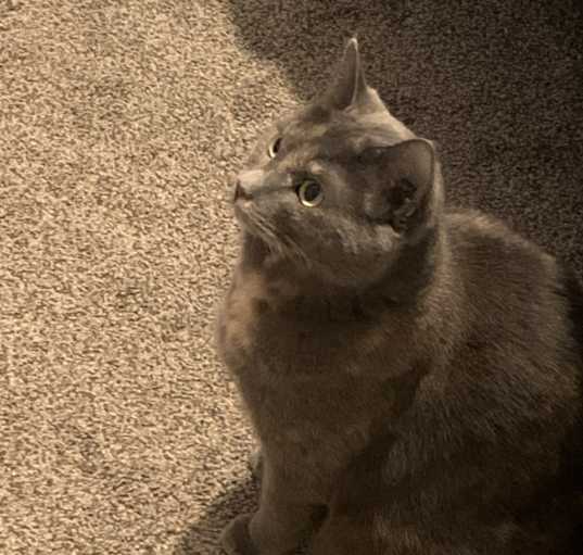 Photo of Silver/ Pooter