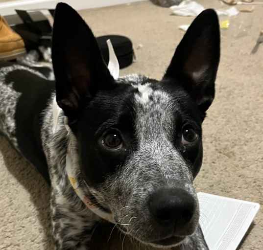 Photo of Taco