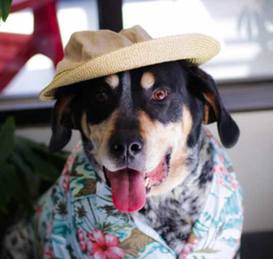 Photo of Bandito (Cody)