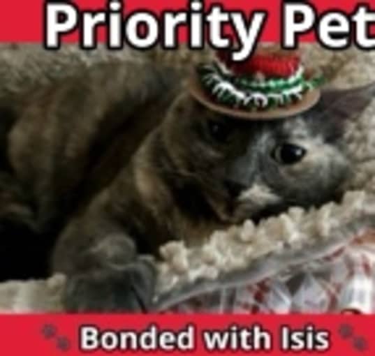 Photo of Skylar   *A PRIORITY PET*