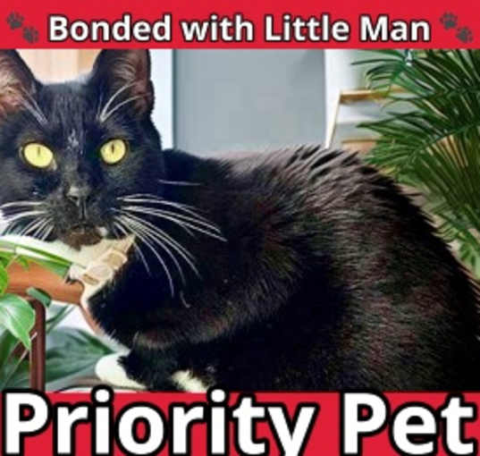Photo of Miss Bonita   *A PRIORITY PET*