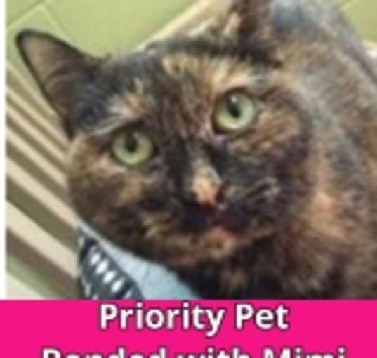 Photo of Zeze   *A PRIORITY PET*