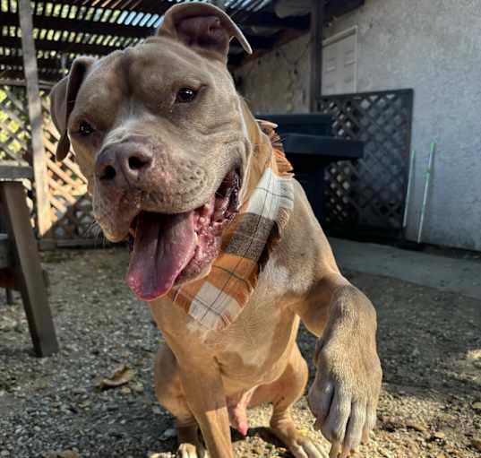 Photo of JAXX