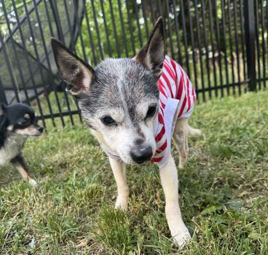 Photo of Frankie