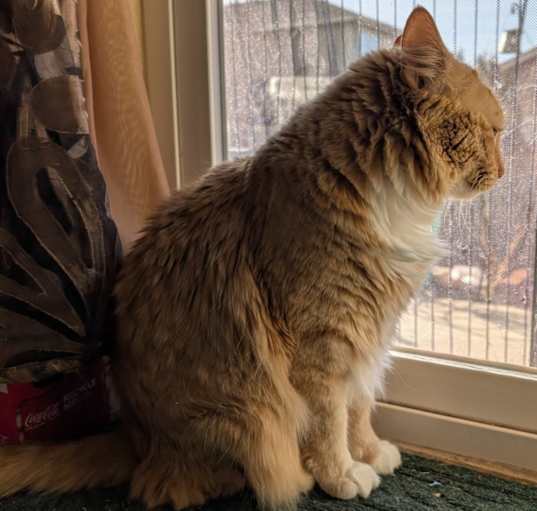 Photo of Mister