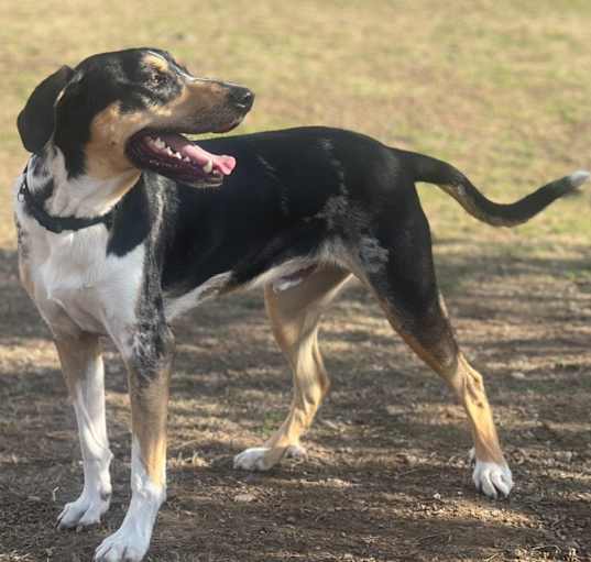 Photo of Buddy