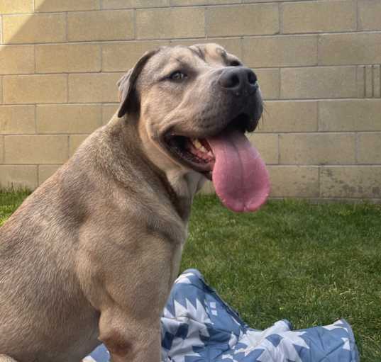 Photo of KODA BEAR