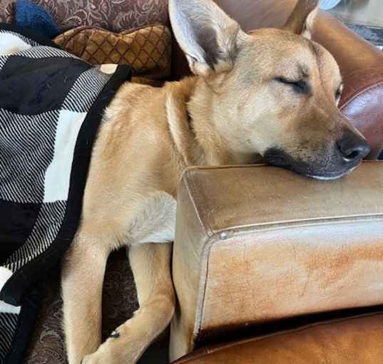 Photo of Ranger