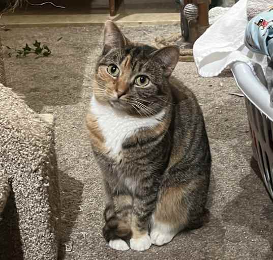 Photo of Ziva