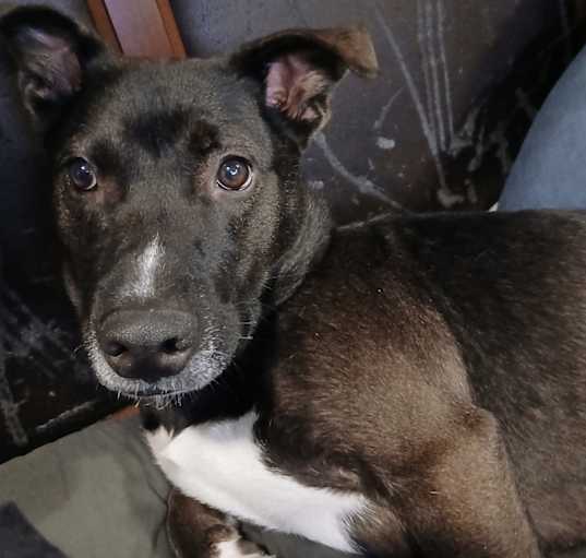 Photo of Harley