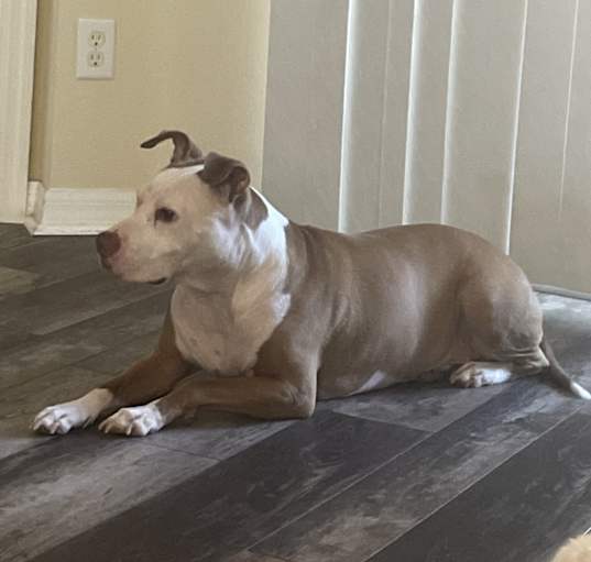 Photo of Rex