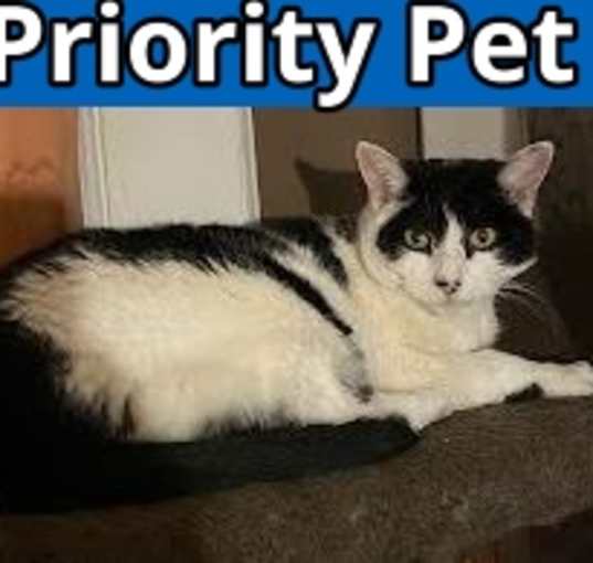 Photo of Louise   *A PRIORITY PET*