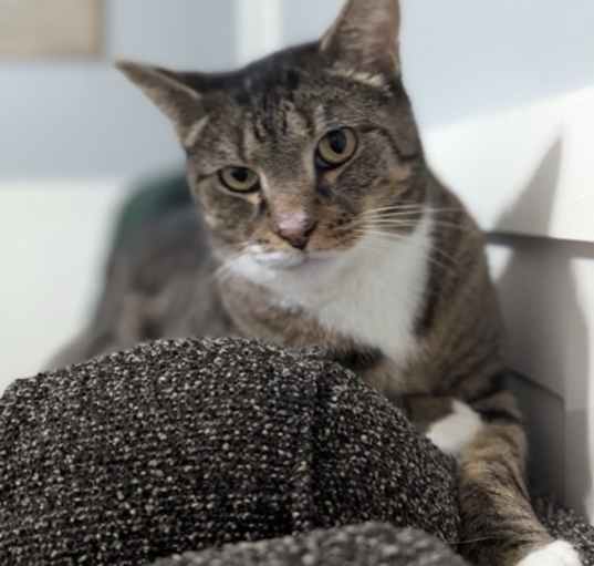 Photo of Hollis  *A PRIORITY PET*