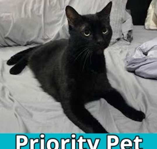 Photo of Shadow  *A PRIORITY PET*
