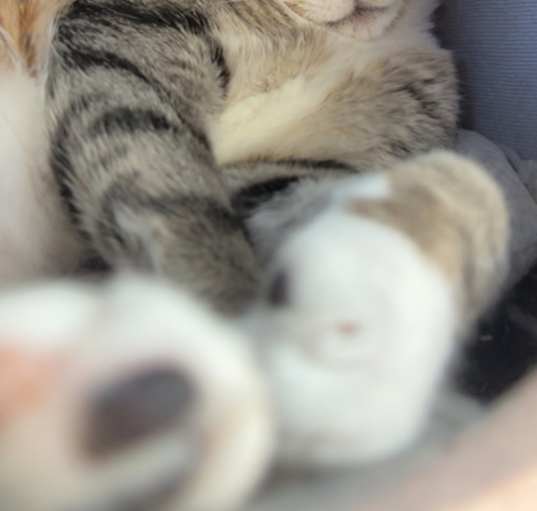 Photo of Caesar