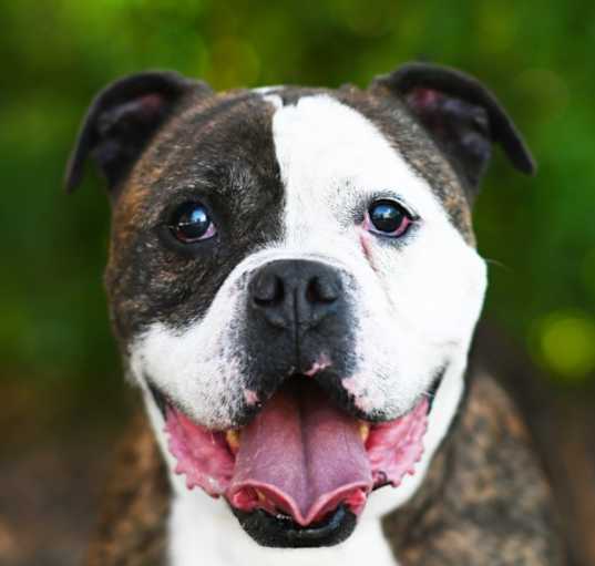 Photo of SPANKY