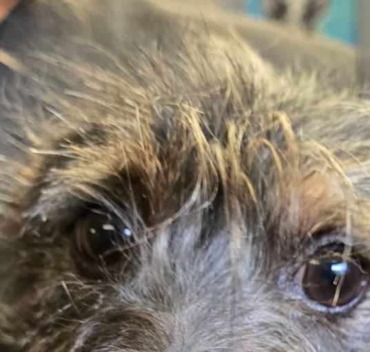 Photo of Toto