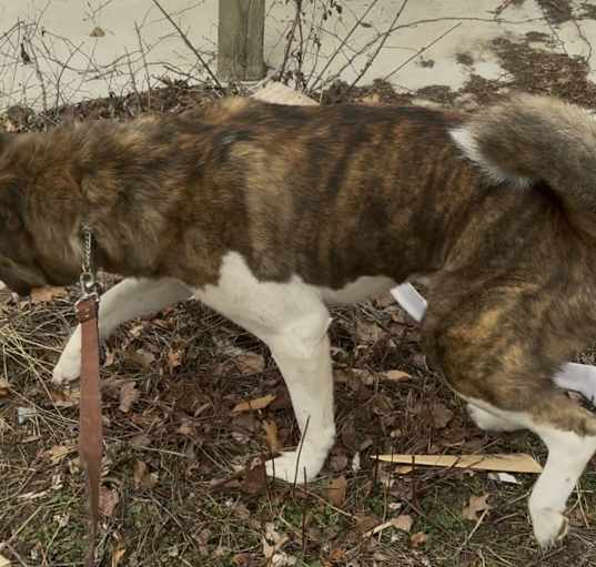 Photo of Tank