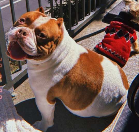 Photo of King