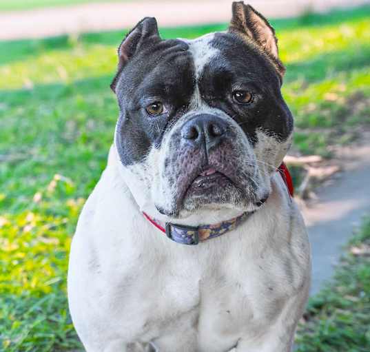 Photo of SADIE