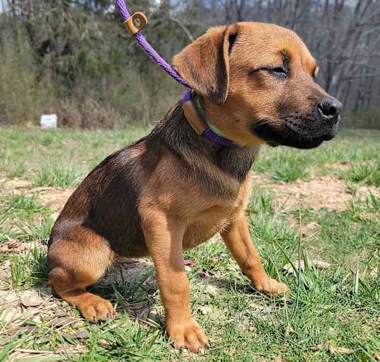 Photo of Puppy Crimson