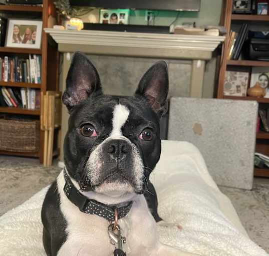 Photo of Snoop