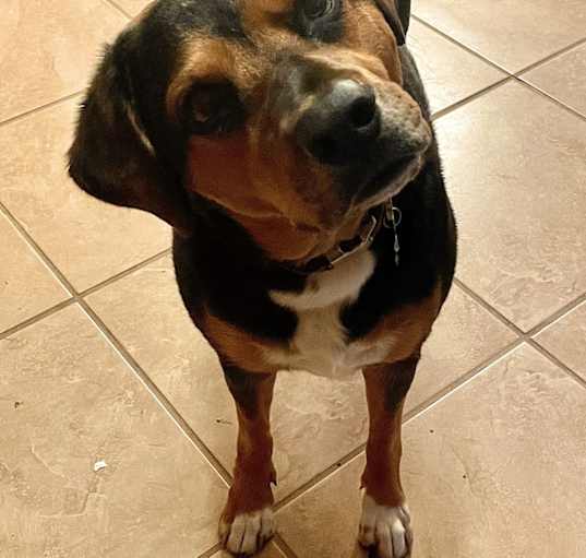 Photo of Daisy
