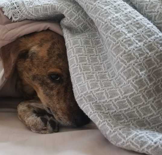 Photo of Lola