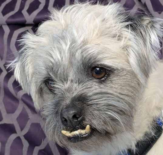 Photo of Brody