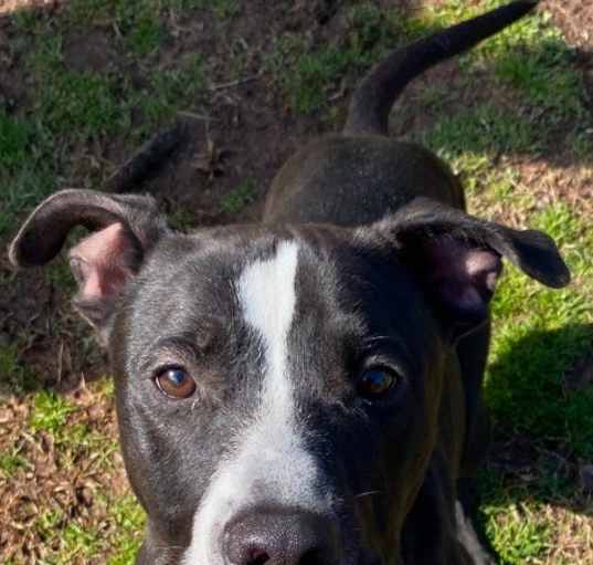 Photo of Butch